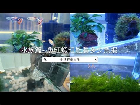 魚缸大小養魚數量|魚缸魚數量精準計算